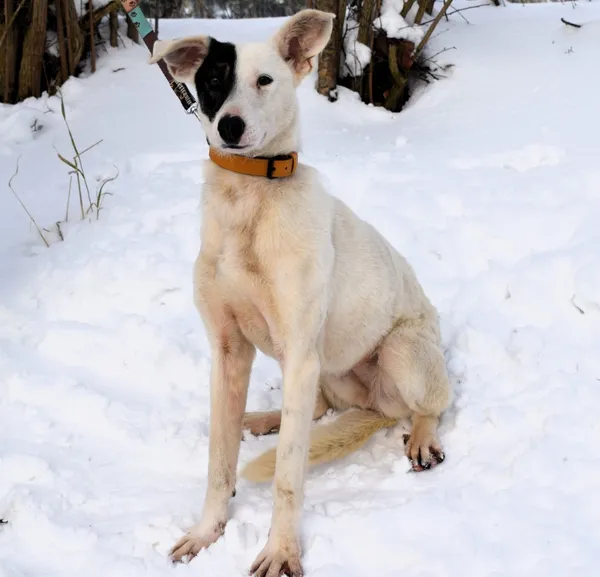 Znaleziono psa, Pieckowo, 4 grudnia 2025 (1/4)