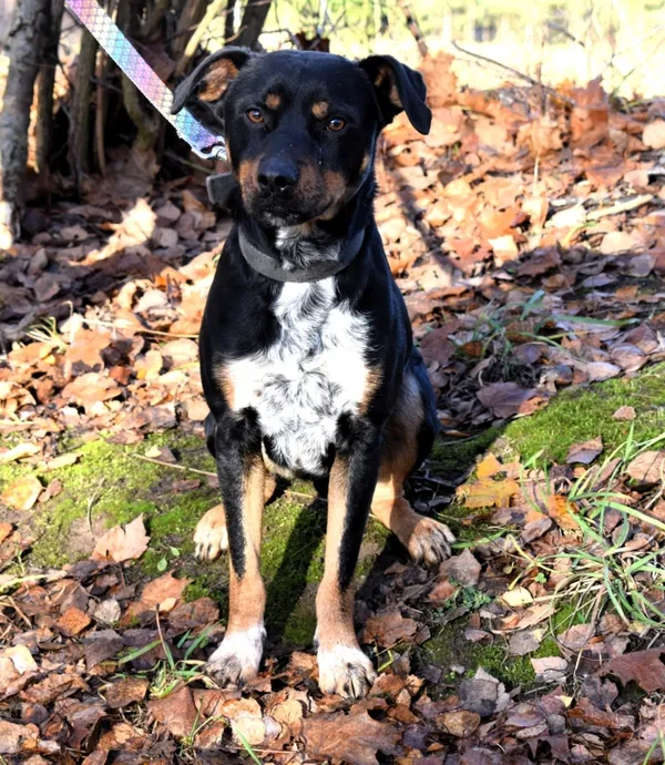 Znaleziono psa, Pieckowo, 4 grudnia 2025 (1/3)