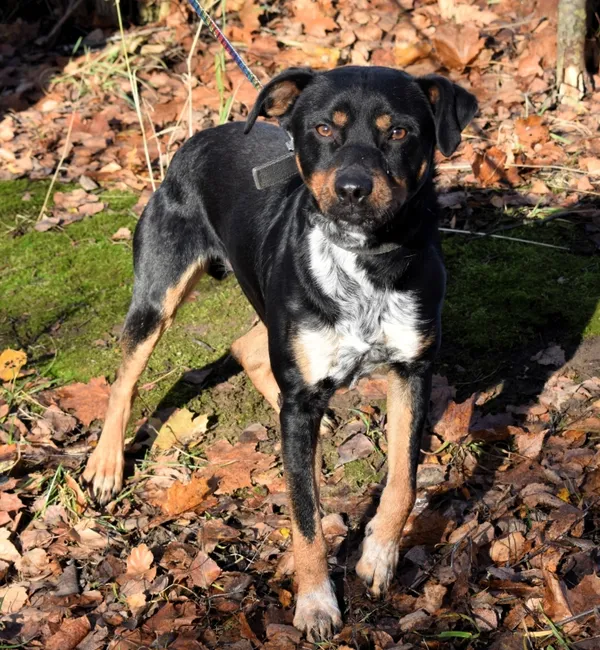 Znaleziono psa, Pieckowo, 4 grudnia 2025 (2/3)