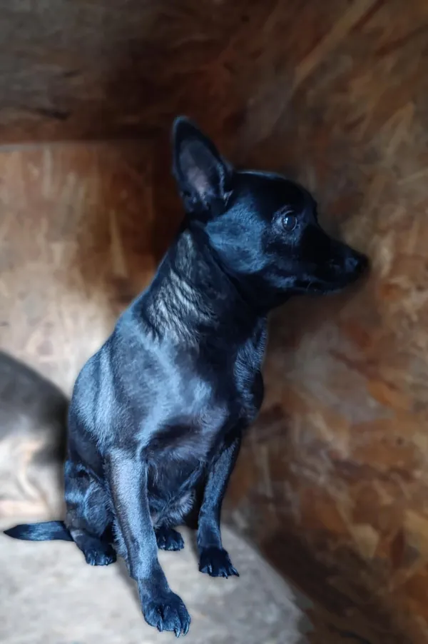 Pies do adopcji, Bełchatów, 12 grudnia 2024 (2/2)