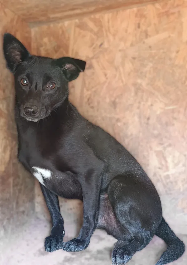 Pies do adopcji, Bełchatów, 12 grudnia 2024 (1/3)