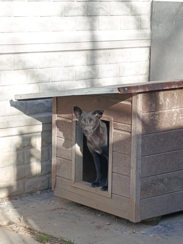 Pies do adopcji, Bełchatów, 12 grudnia 2024 (2/3)