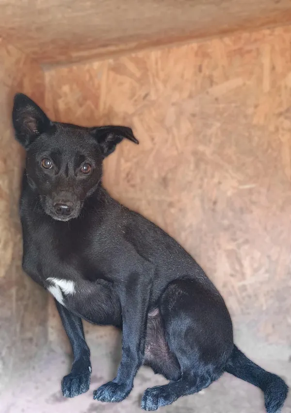 Pies do adopcji, Bełchatów, 12 grudnia 2024 (3/3)