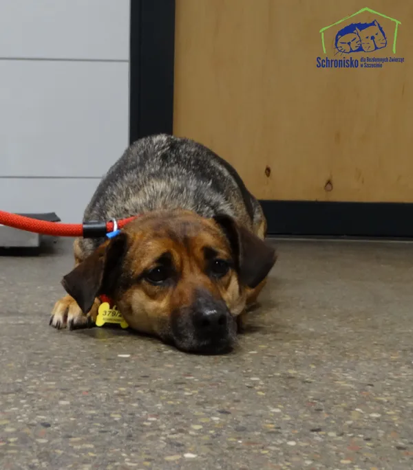 Znaleziono psa, Szczecin, 3 grudnia 2025