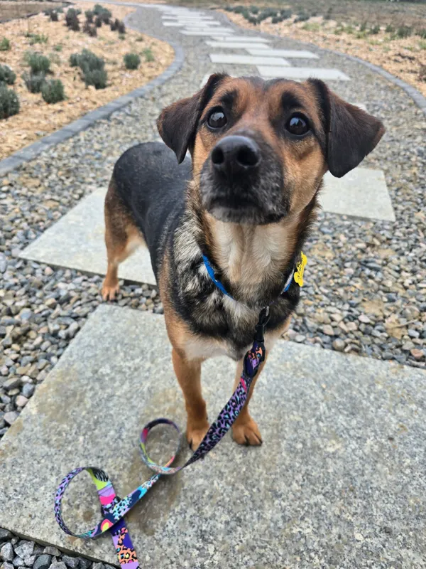 Znaleziono psa, Szczecin, 3 grudnia 2025 (2/4)