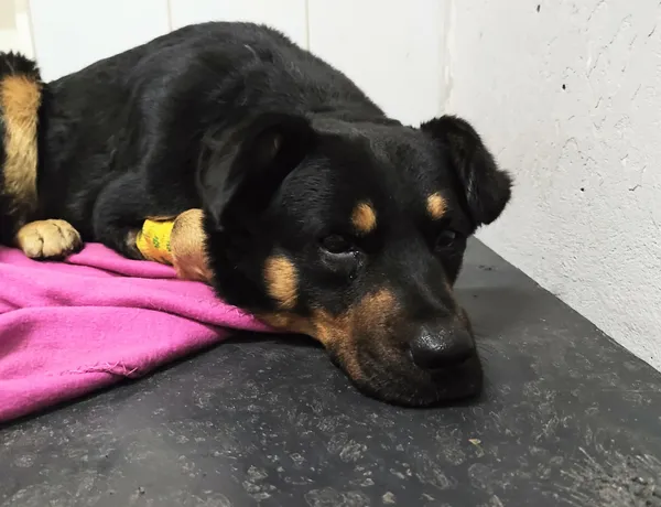 Znaleziono psa, Lublin, 2 grudnia 2025