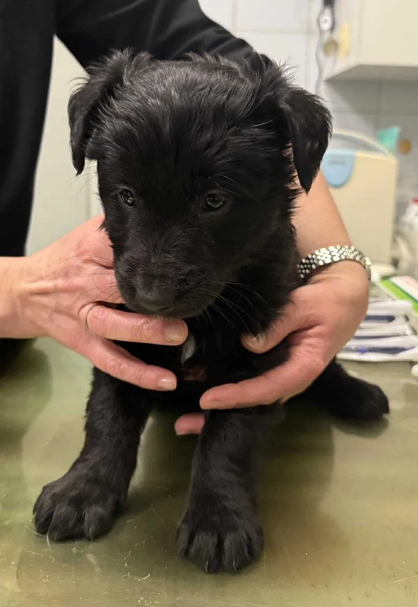 Znaleziono psa, Lublin, 3 grudnia 2025