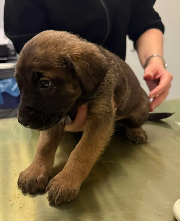 Znaleziono psa, Lublin, 3 grudnia 2025