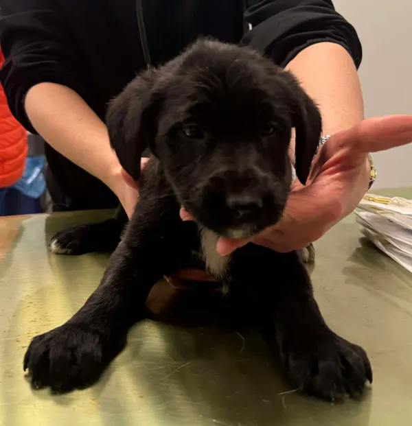 Znaleziono psa, Lublin, 3 grudnia 2025