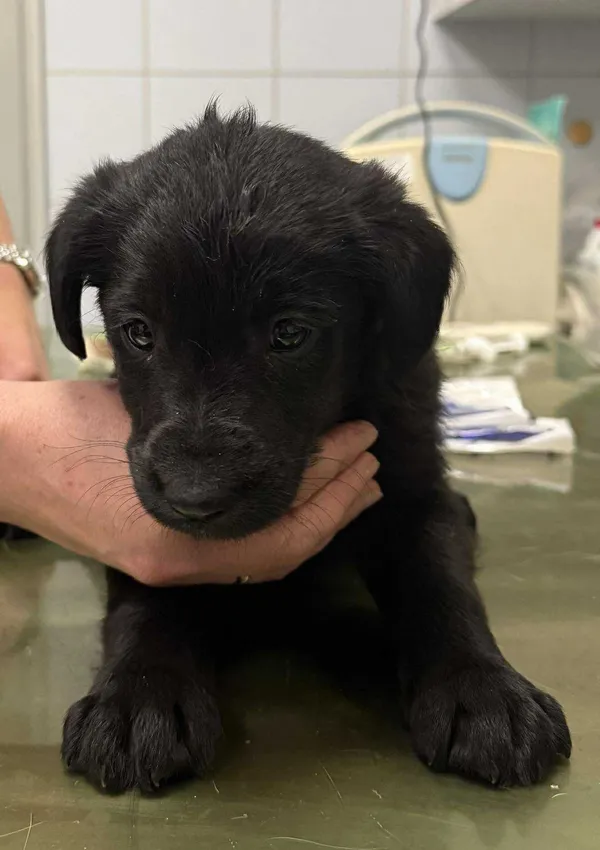 Znaleziono psa, Lublin, 3 grudnia 2025