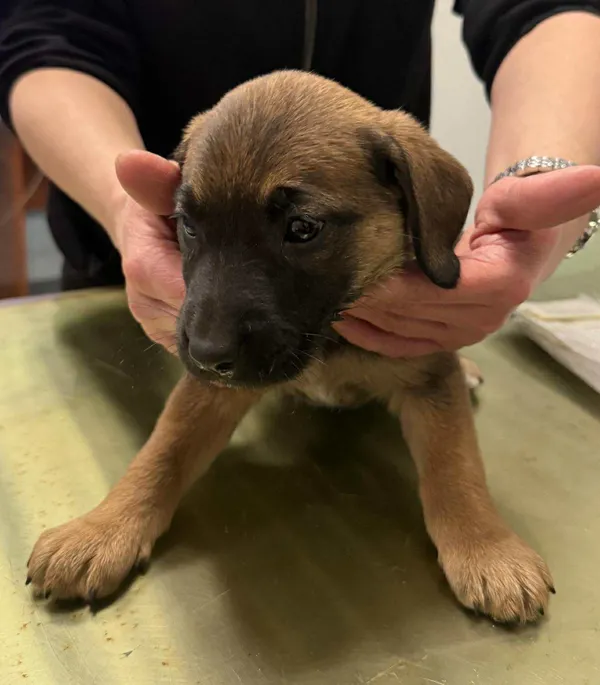 Znaleziono psa, Lublin, 3 grudnia 2025