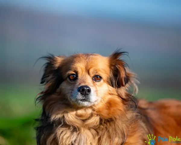 Znaleziono psa, Racławice, 28 listopada 2025 (2/5)