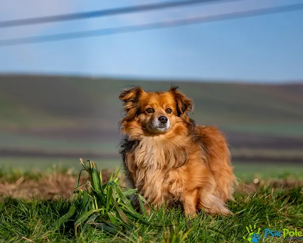 Znaleziono psa, Racławice, 28 listopada 2025 (4/5)