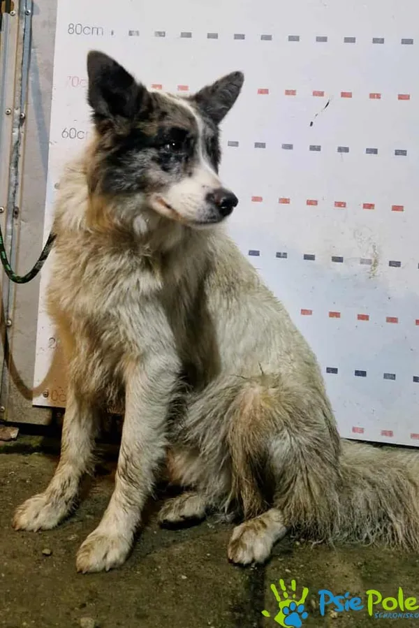 Znaleziono psa, Racławice, 2 grudnia 2025