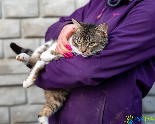 Znaleziono kota, Racławice, 2 grudnia 2025 (2/5)