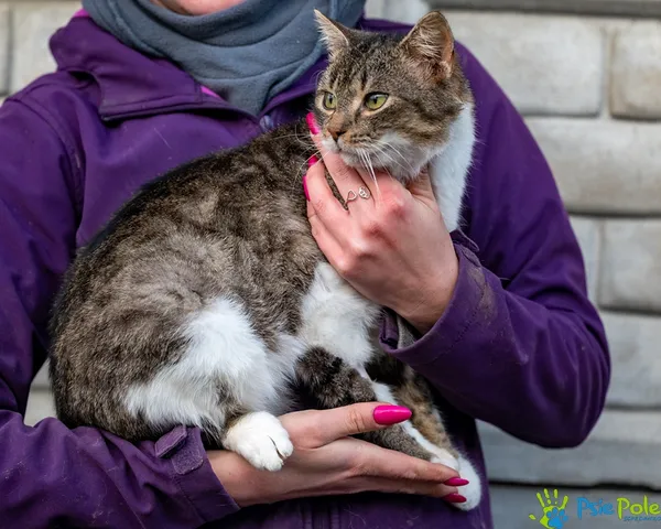 Znaleziono kota, Racławice, 2 grudnia 2025 (4/5)