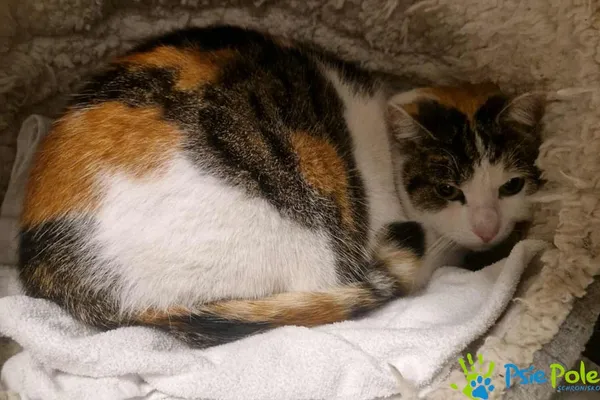 Znaleziono kota, Racławice, 28 listopada 2025