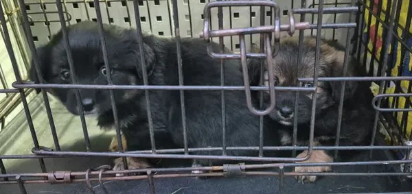 Znaleziono psa, Radom, 4 grudnia 2025