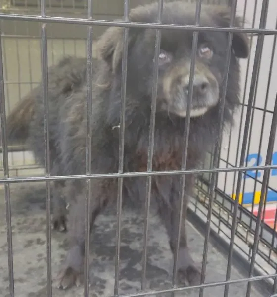 Znaleziono psa, Radom, 4 grudnia 2025