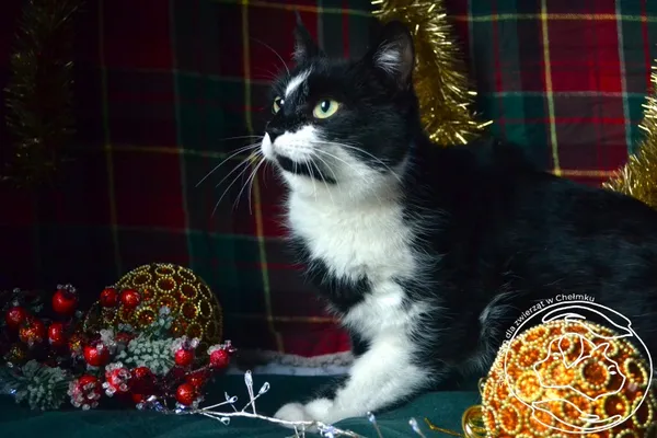 Kot do adopcji, Chełmek, 28 października 2025