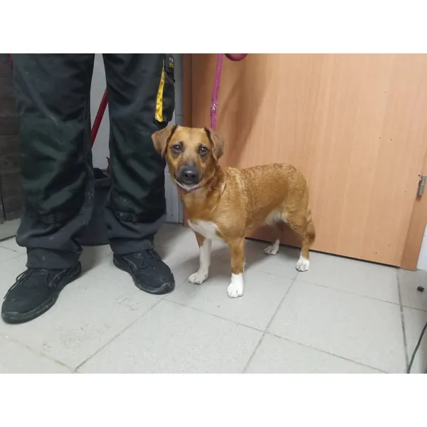 Znaleziono psa, Białystok, 4 grudnia 2025