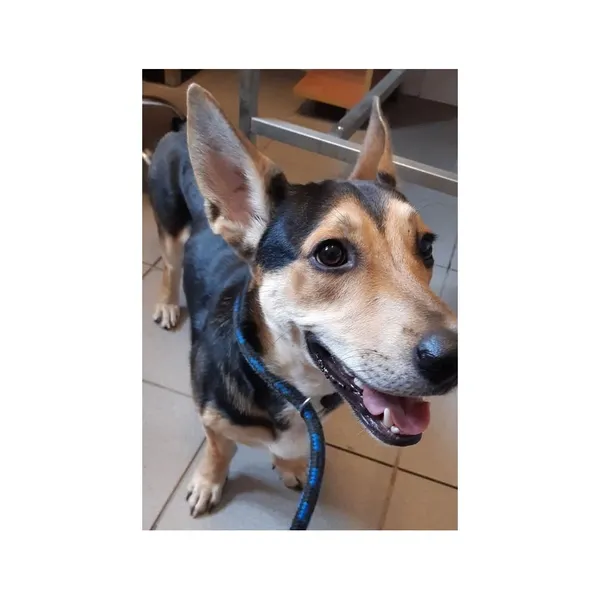 Znaleziono psa, Białystok, 4 grudnia 2025