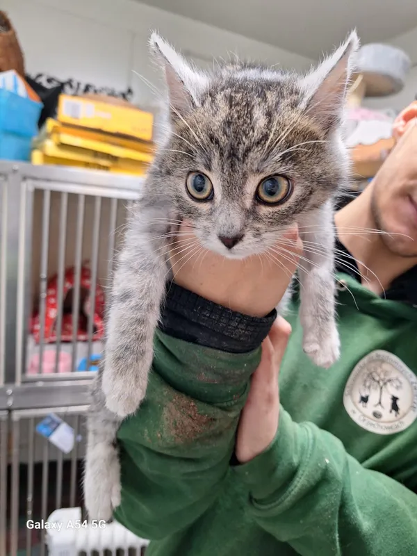 Kot do adopcji, Orzechowce, 3 grudnia 2025 (2/3)