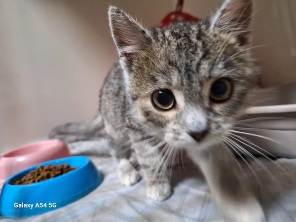 Kot do adopcji, Orzechowce, 3 grudnia 2025 (3/3)