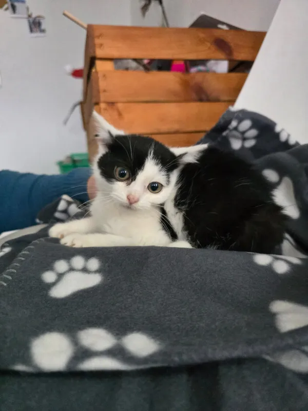 Kot do adopcji, Czartki, 3 grudnia 2025 (2/4)