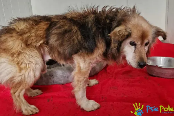 Znaleziono psa, Racławice, 29 listopada 2025