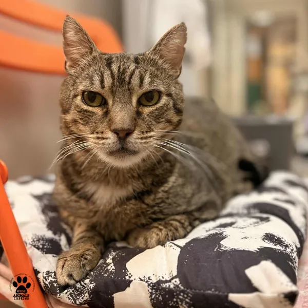 Kot do adopcji, Gdynia, 4 grudnia 2025 (2/3)