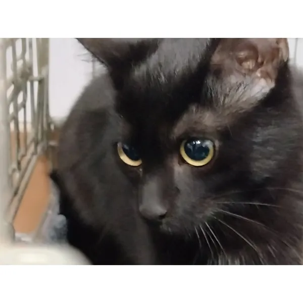 Znaleziono kota, Białystok, 14 października 2025