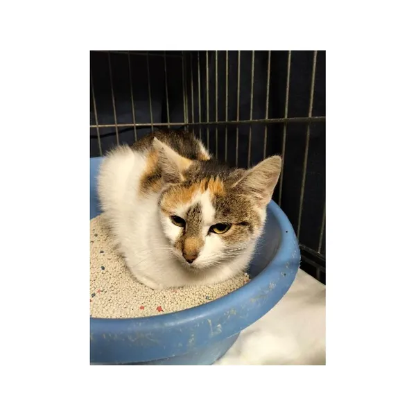 Znaleziono kota, Białystok, 8 listopada 2025