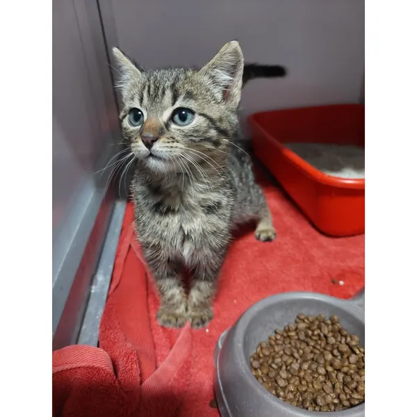 Znaleziono kota, Białystok, 4 grudnia 2025