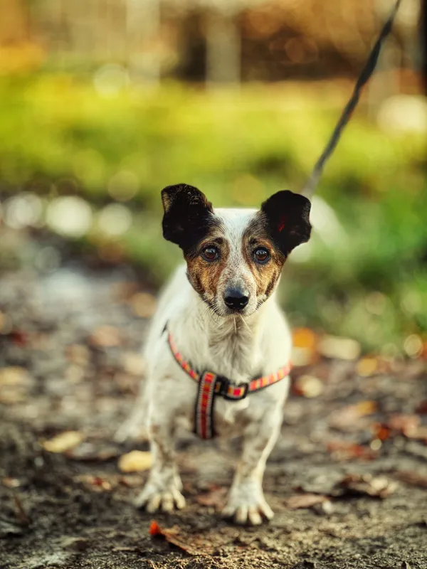 Pies do adopcji, Dłużyna Górna, 4 grudnia 2025 (5/5)