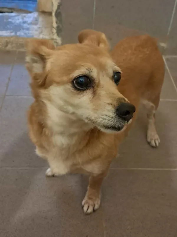 Znaleziono psa, Olsztyn, 3 grudnia 2025