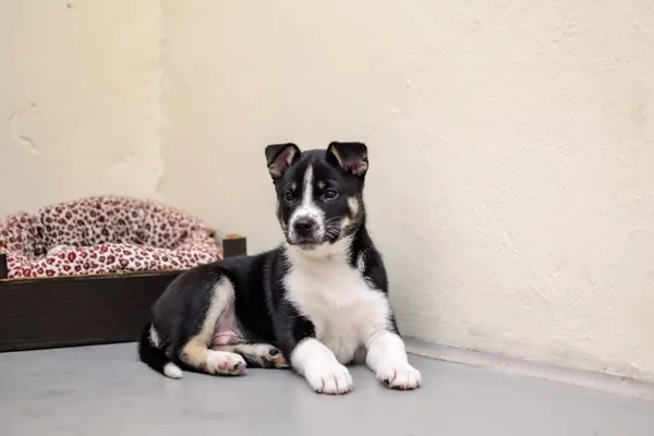 Pies do adopcji, Radom, 4 grudnia 2025 (1/5)