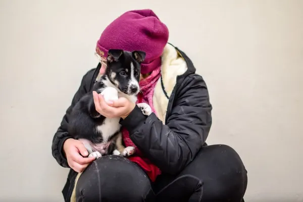 Pies do adopcji, Radom, 4 grudnia 2025 (3/5)