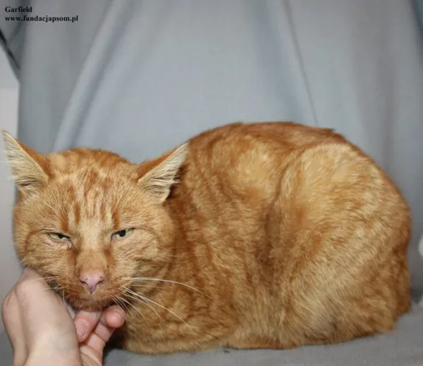 Kot do adopcji, Nowy Dwór Mazowiecki, 4 grudnia 2025 (1/5)