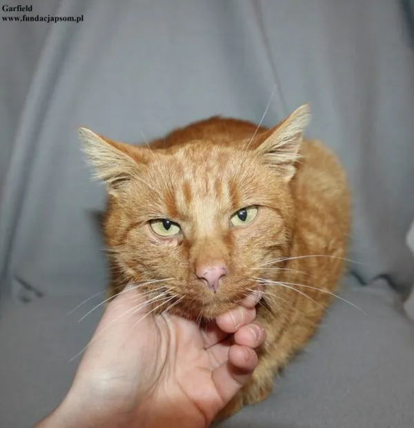 Kot do adopcji, Nowy Dwór Mazowiecki, 4 grudnia 2025 (2/5)