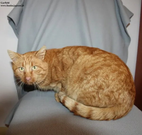 Kot do adopcji, Nowy Dwór Mazowiecki, 4 grudnia 2025 (4/5)