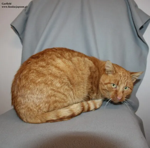 Kot do adopcji, Nowy Dwór Mazowiecki, 4 grudnia 2025 (5/5)