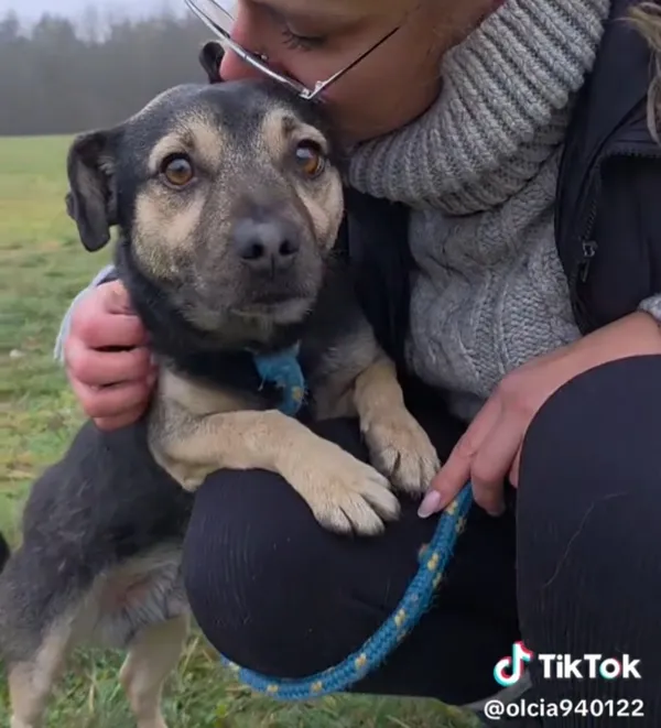 Pies do adopcji, Radom, 4 grudnia 2025