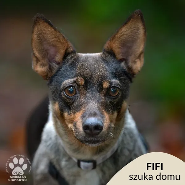 Pies do adopcji, Gdynia, 4 grudnia 2025 (1/4)