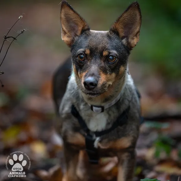 Pies do adopcji, Gdynia, 4 grudnia 2025 (2/4)