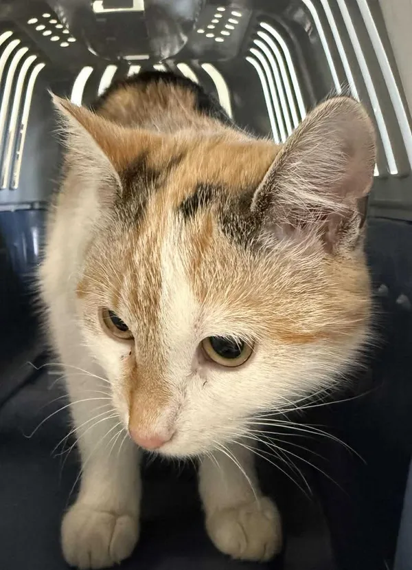 Znaleziono kota, Lublin, 4 grudnia 2025