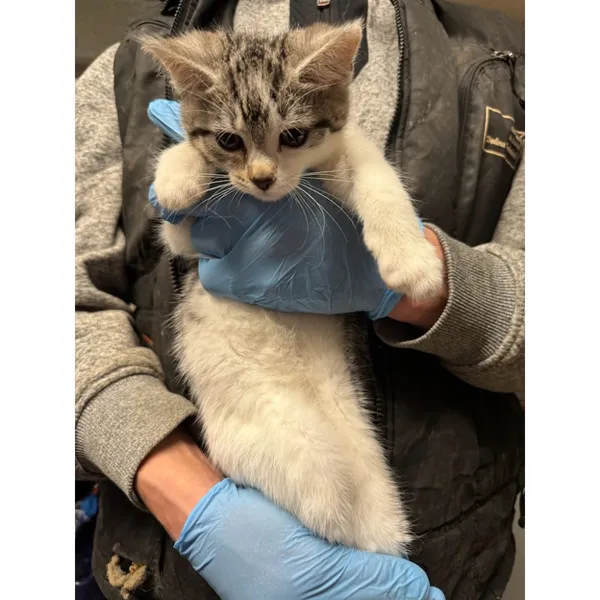 Znaleziono kota, Białystok, 4 grudnia 2025