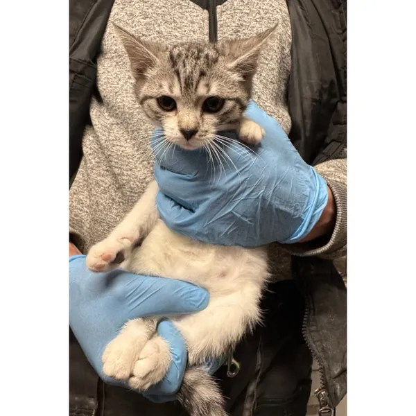 Znaleziono kota, Białystok, 4 grudnia 2025