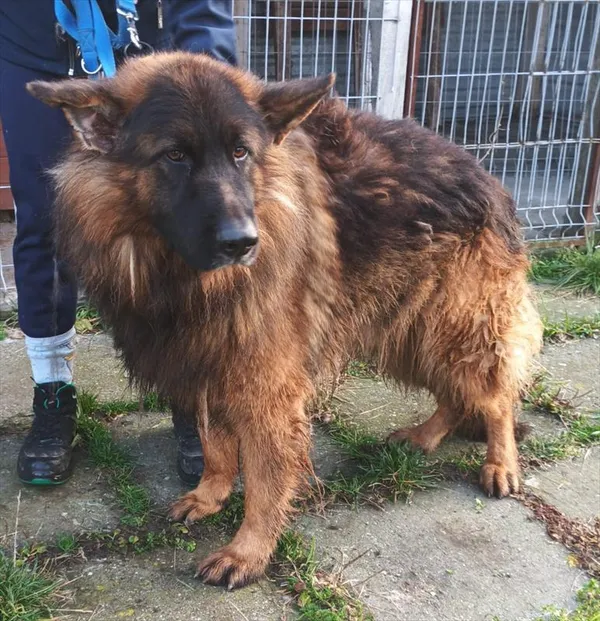 Pies do adopcji, Racibórz, 1 grudnia 2025