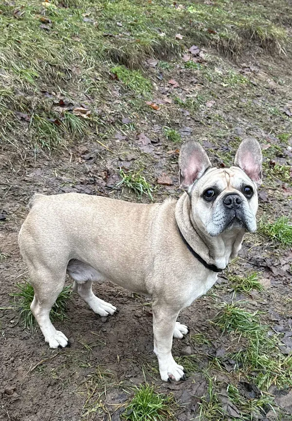 Pies do adopcji, Bydgoszcz, 10 grudnia 2025 (2/5)